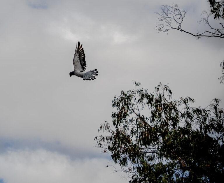 Understanding Racing Pigeon Form: A Comprehensive Guide