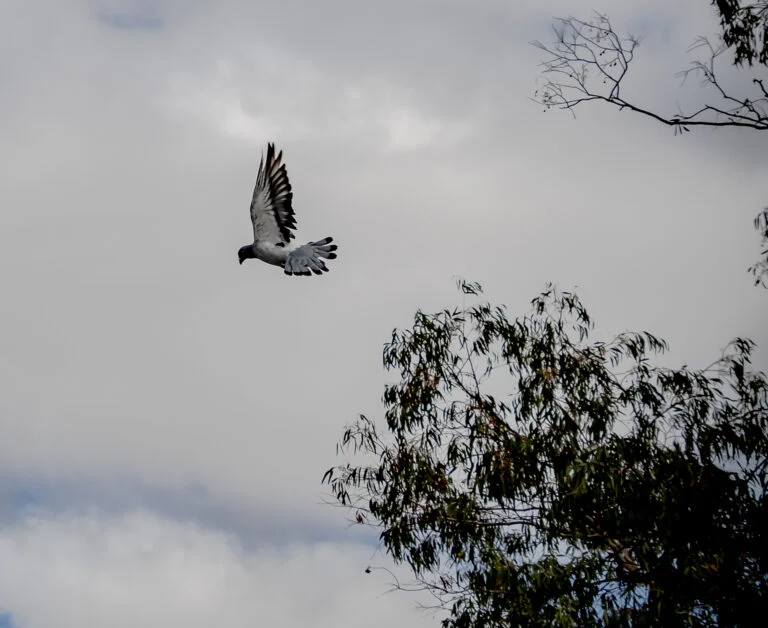 Understanding Racing Pigeon Form: A Comprehensive Guide