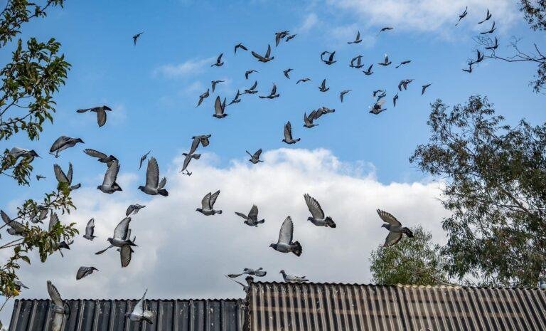 Understanding Race Performance: Why Your Young Birds May Be Falling Behind