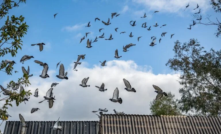 Understanding Race Performance: Why Your Young Birds May Be Falling Behind