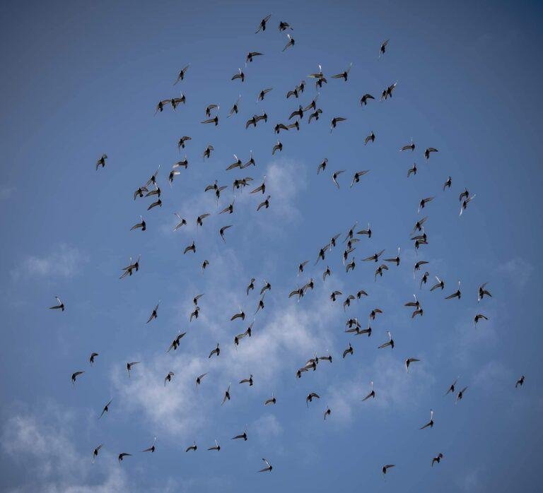 Motivate Your Young Racing Pigeons: 10 Proven Techniques