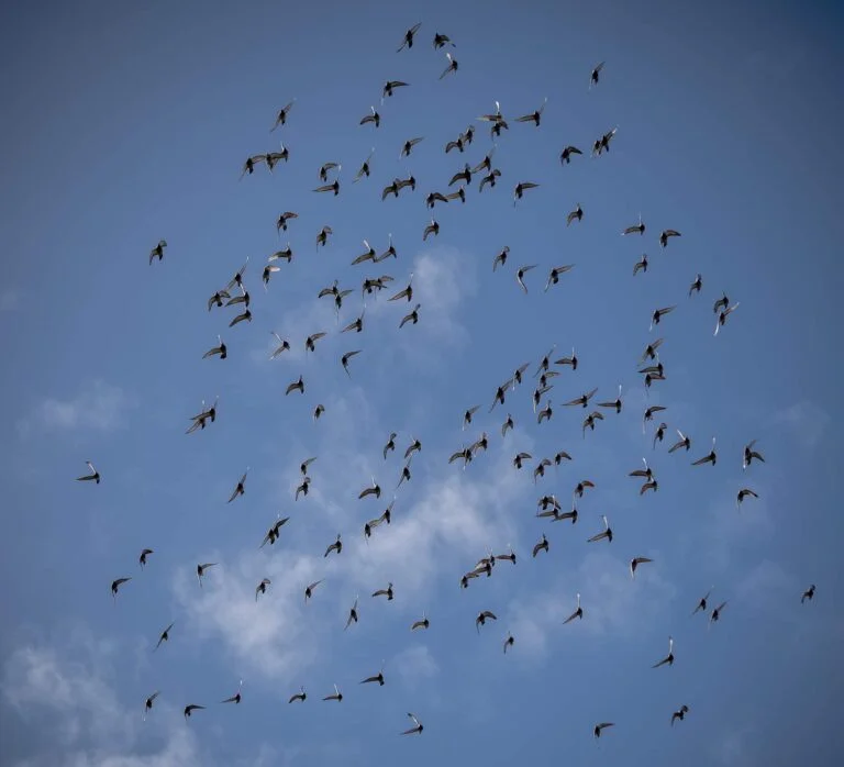 Motivate Your Young Racing Pigeons: 10 Proven Techniques