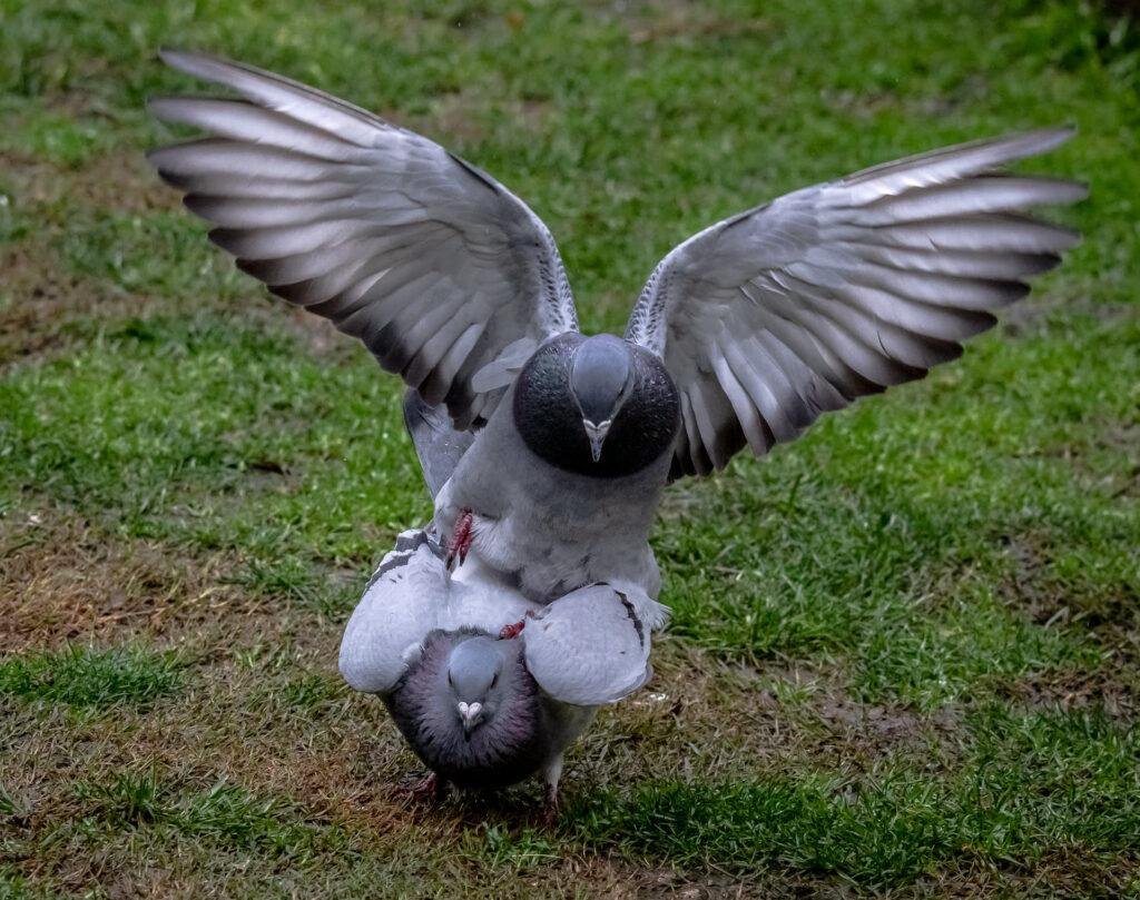 Tips for Breeding High-Quality Racing Pigeons