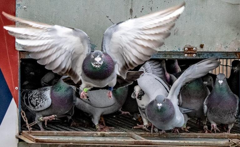 Improving the Performance of Overweight Racing Pigeons: Strategies for Success