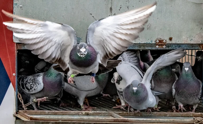 Improving the Performance of Overweight Racing Pigeons: Strategies for Success