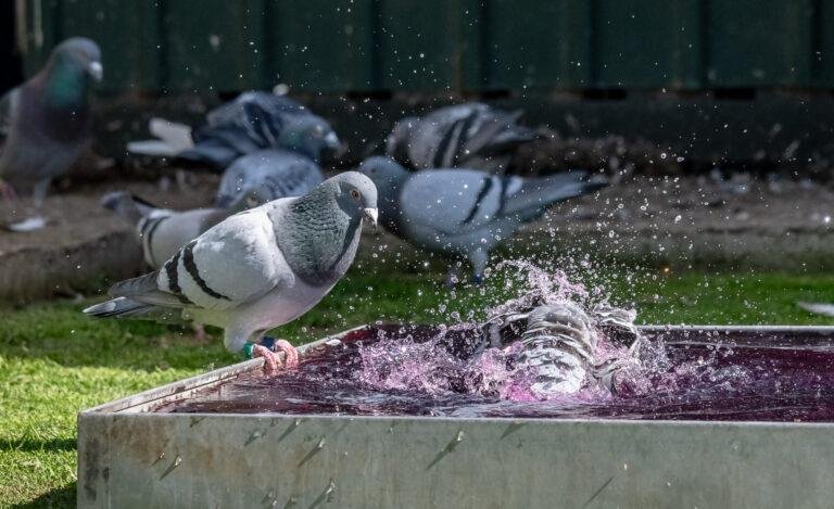 Caring for Racing Pigeons in the Post-Moult Winter Period