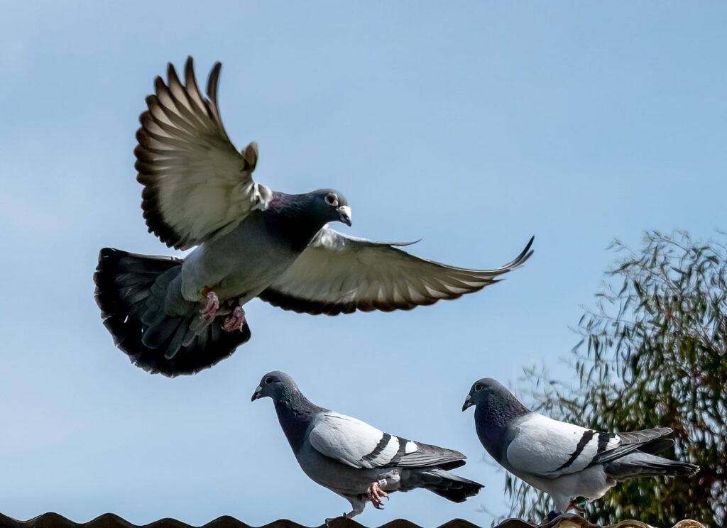 Inbreeding vs. Outcrossing: Best for Racing Pigeons?