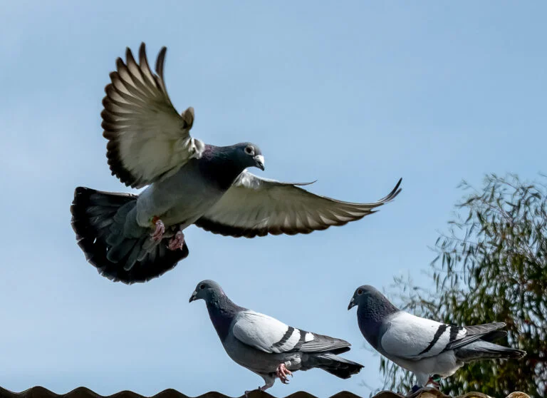 Should I Inbreed or Outcross My Racing Pigeons?