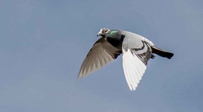 The Essential Role of Fatty Seeds in Enhancing Performance for Long-Distance Racing Pigeons