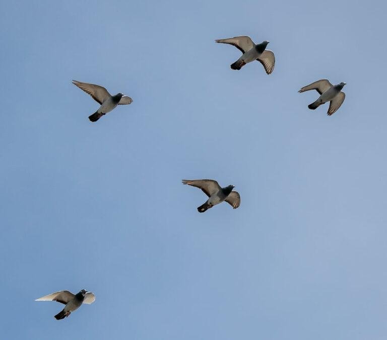 Motivate Your Young Racing Pigeons: 7 Proven Techniques