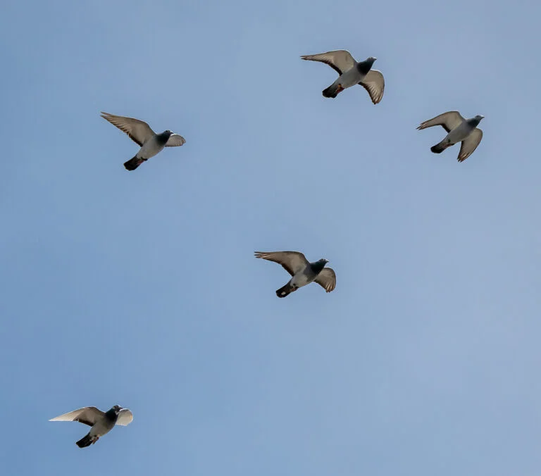 Motivate Your Young Racing Pigeons: 7 Proven Techniques