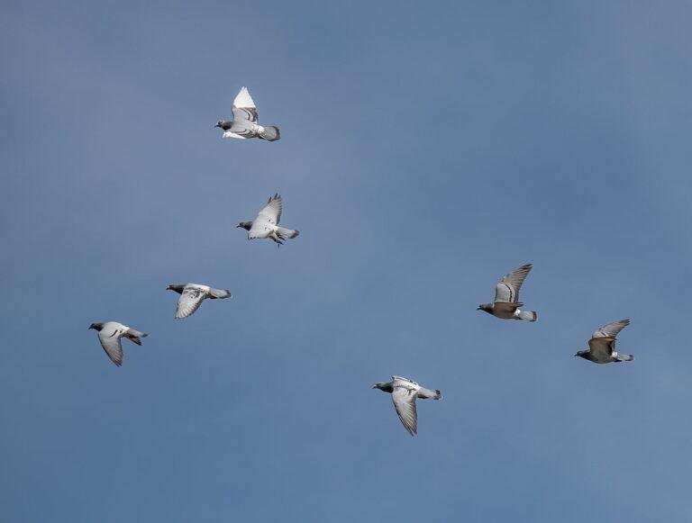 Train Your Young Racing Pigeons: From Loft Flying to Race Day