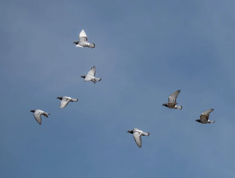 Train Your Young Racing Pigeons: From Loft Flying to Race Day
