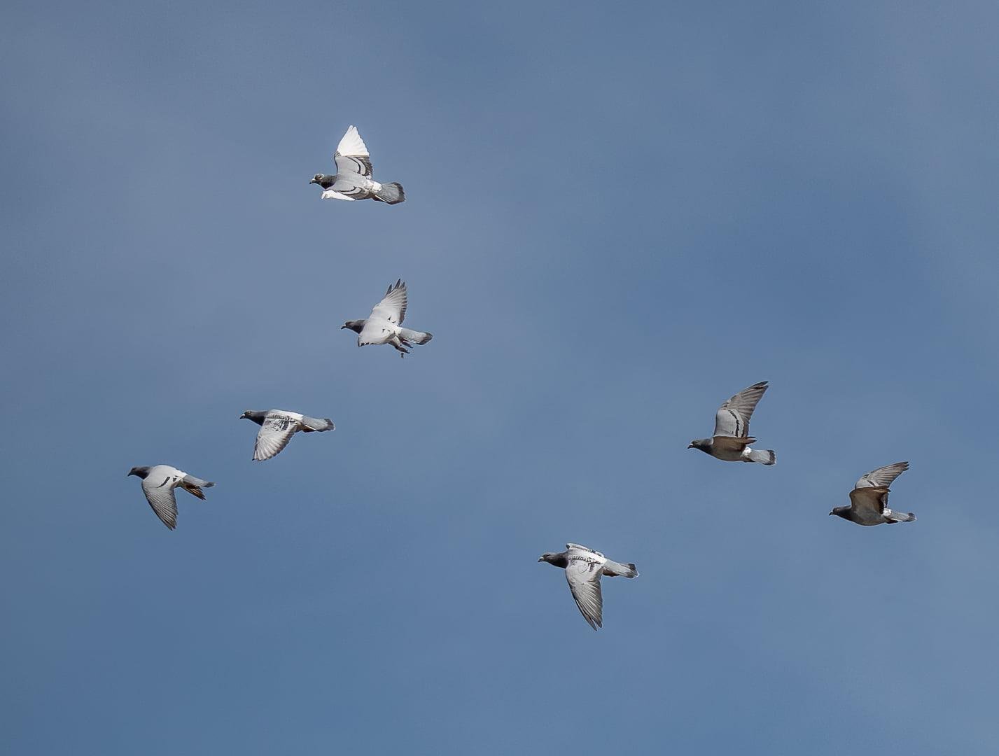 Train Your Young Racing Pigeons: From Loft Flying to Race Day