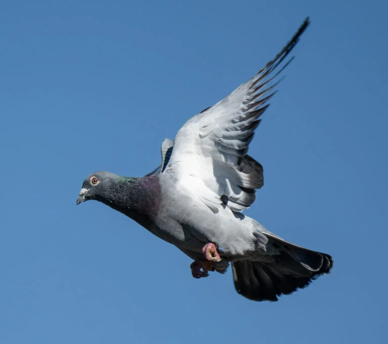 how to race pigeons