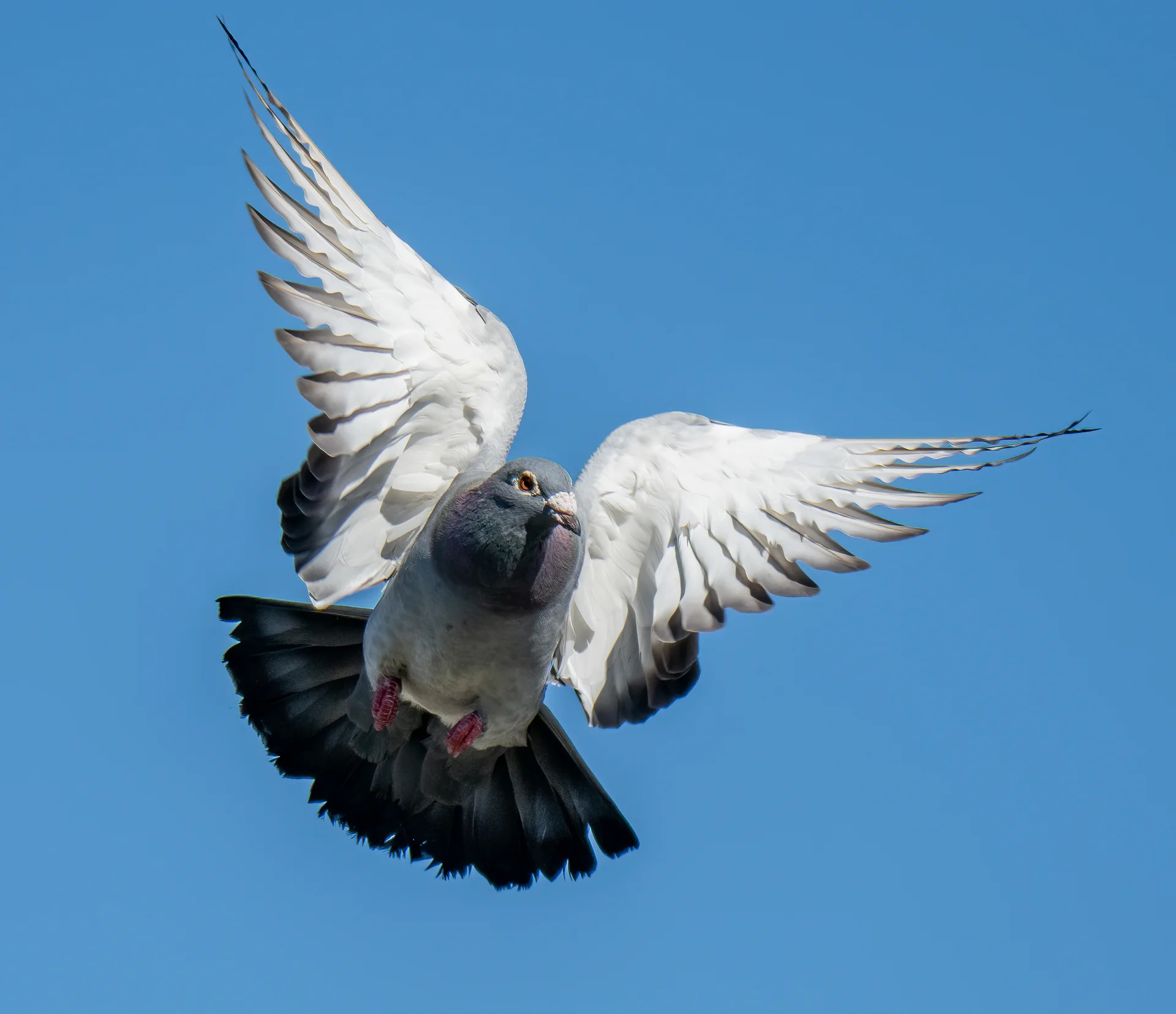 racing pigeon tips