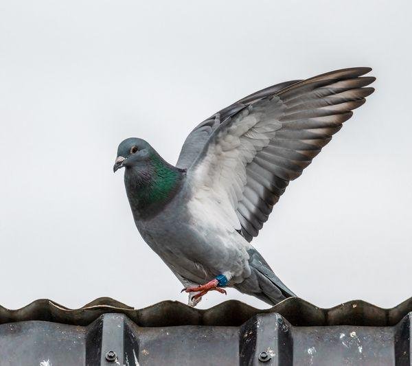 Mastering Hydration: Key to Young Racing Pigeon Success