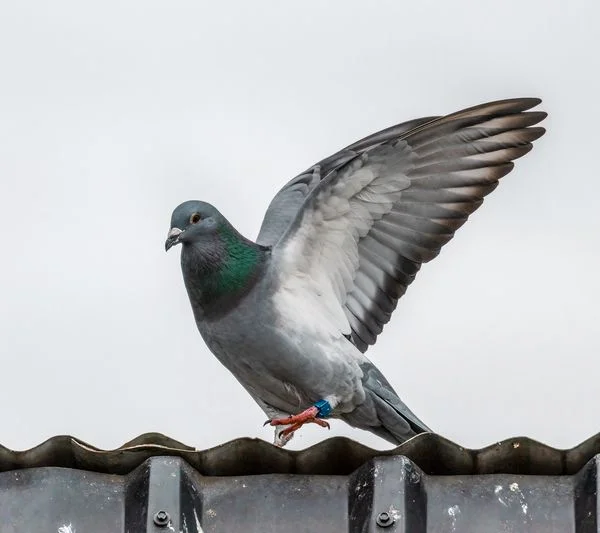 Mastering Hydration: Key to Young Racing Pigeon Success