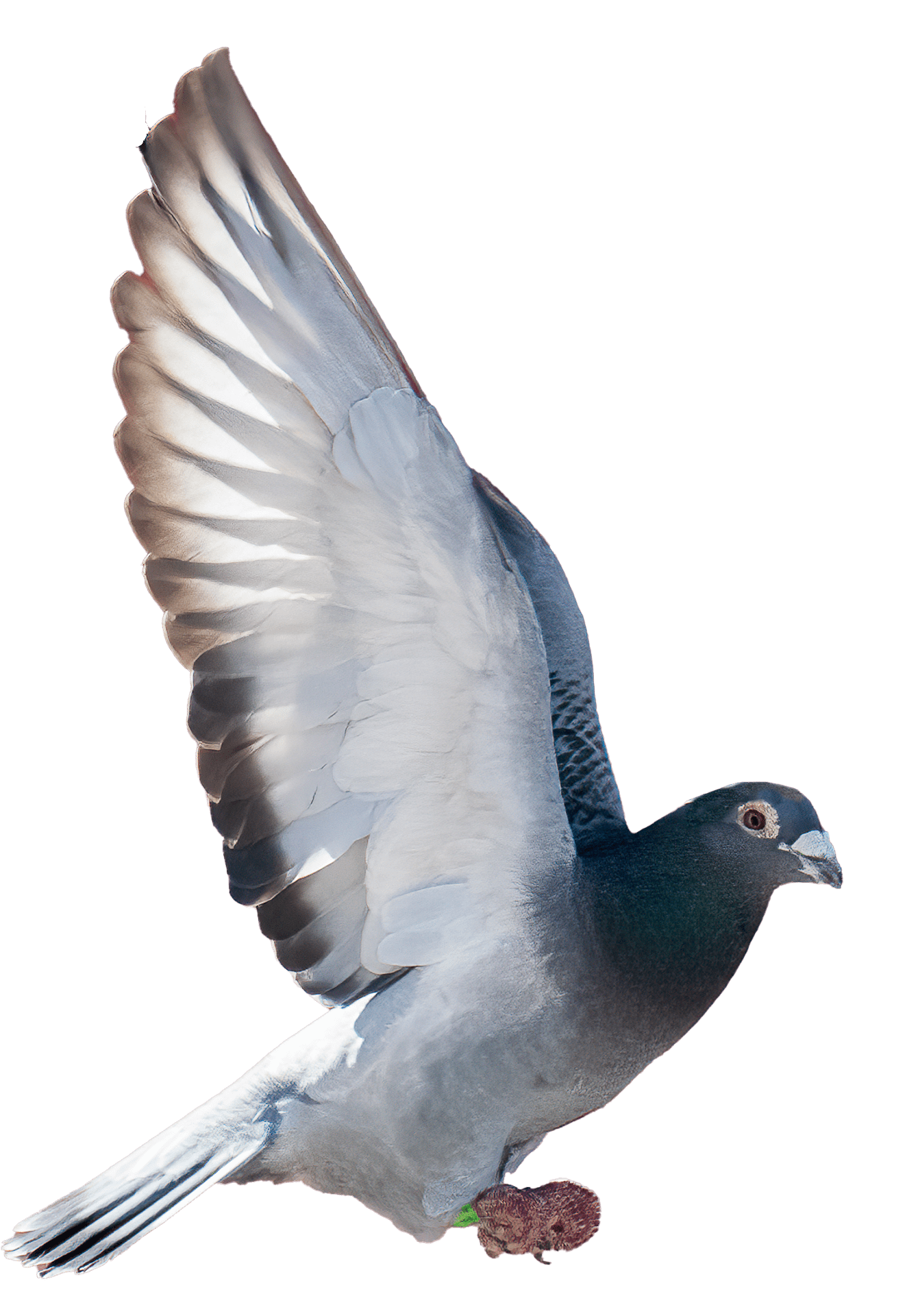 Velocity Calculator Racing Pigeon Tips