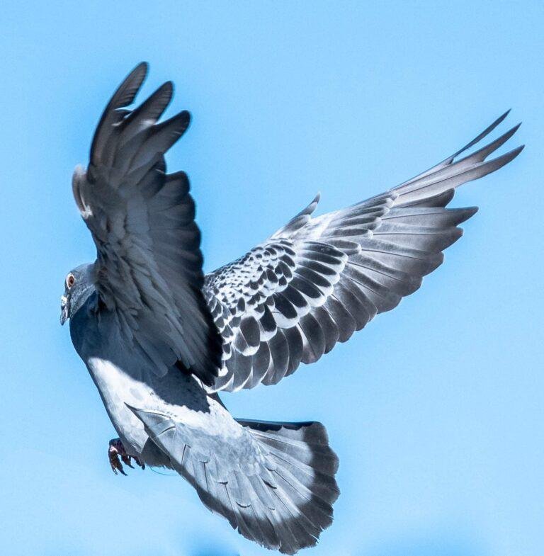 10 Common Health Issues in Young Racing Pigeons: Prevention Guide