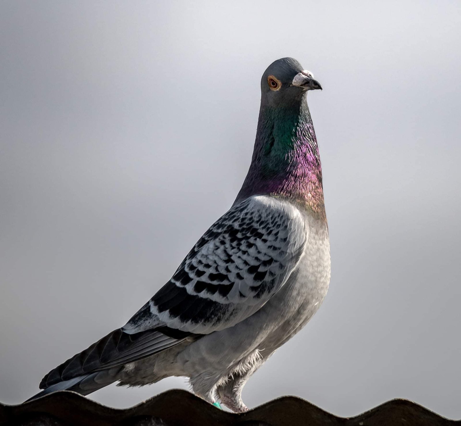 Understanding the Respiratory and Circulatory Systems in Racing Pigeons