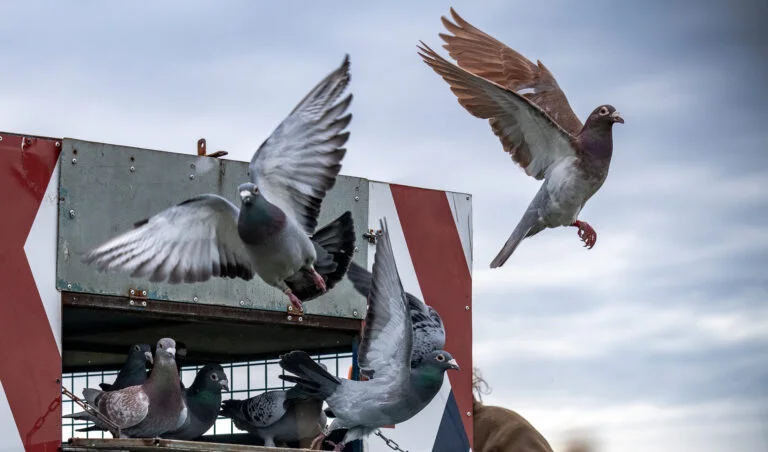 What Happens to a Racing Pigeon’s Body During a 300 Mile Race