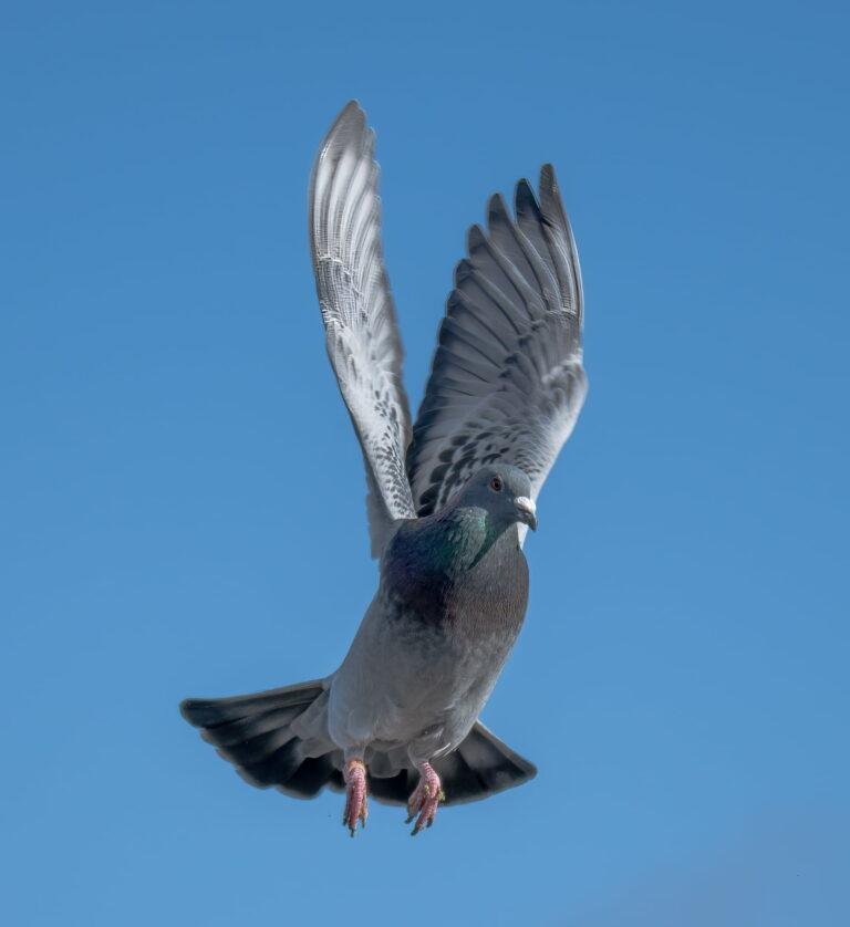 Motivate Your Racing Pigeons Youngbirds: Psychological Edge for Wins