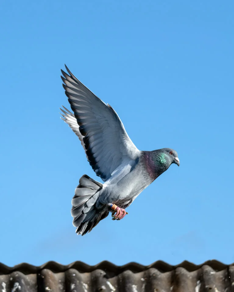 Top 10 Loft Flying Tips for Young Racing Pigeons