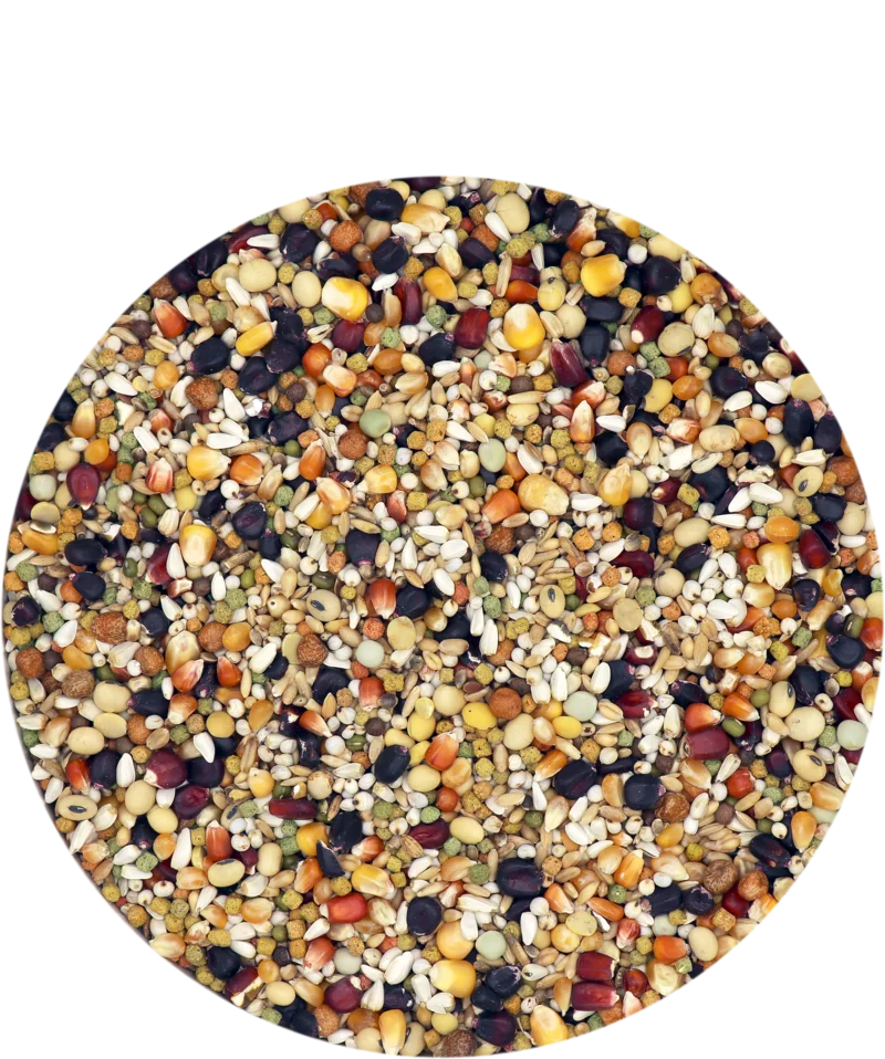 5410340114315f racing pigeon corn,