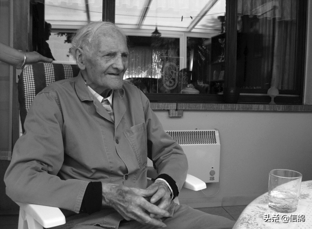 Exploring the Van Loon Strain: A Premier Racing Pigeon Breed