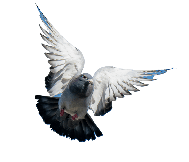 Ultimate Race Day Guide for Young Racing Pigeon Success