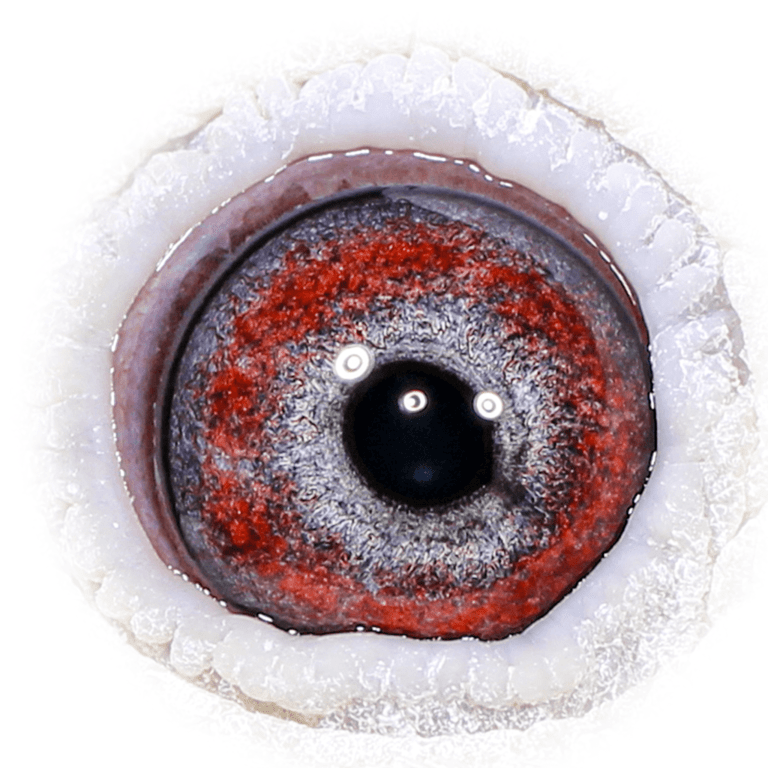 Why Eye Sign is Critical in Selecting Breeding Racing Pigeons
