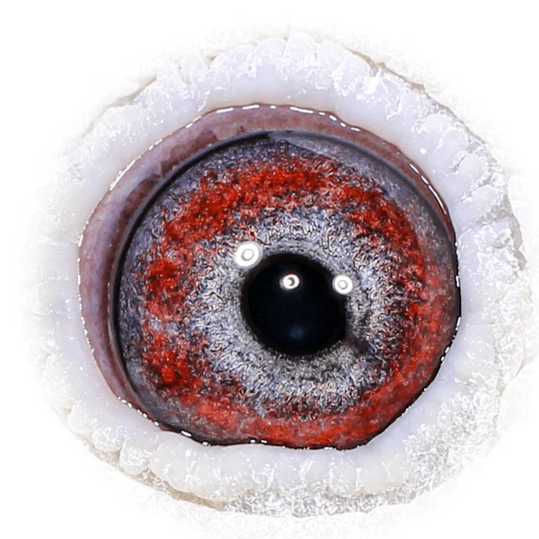 Why Eye Sign is Critical in Selecting Breeding Racing Pigeons