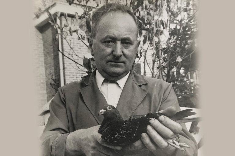 Everything You Need to Know About the Jan Grondelaers Pigeon Strain