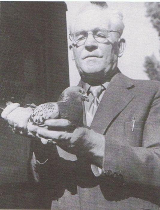 The Full History of Jan Aarden Racing Pigeons