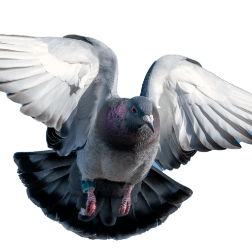 Improving Performance in Older Racing Pigeons: Strategies for Success