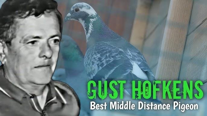 The History and Legacy of Gust Hofkens Racing Pigeons