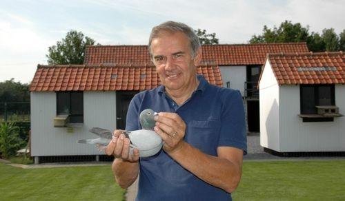 All About the Gaby Vandenabeele Pigeon Breed