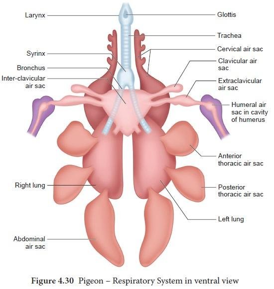Understanding the Causes of Bacterial Infections in Racing Pigeons