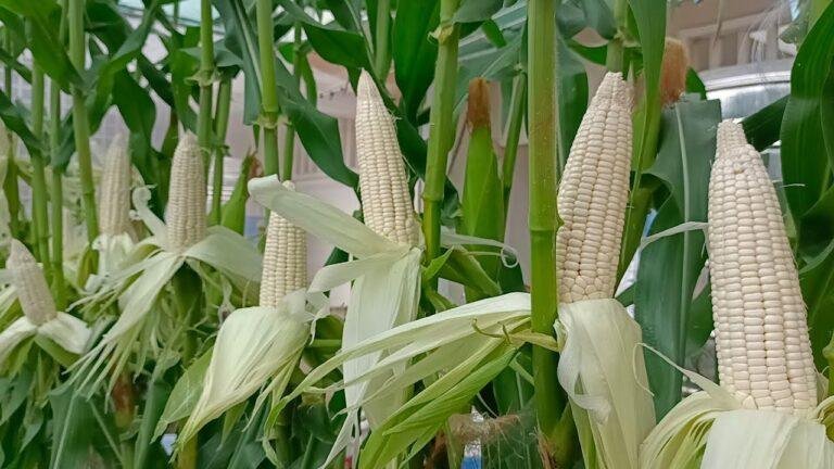 White Maize: The New Super Corn for Racing Pigeons