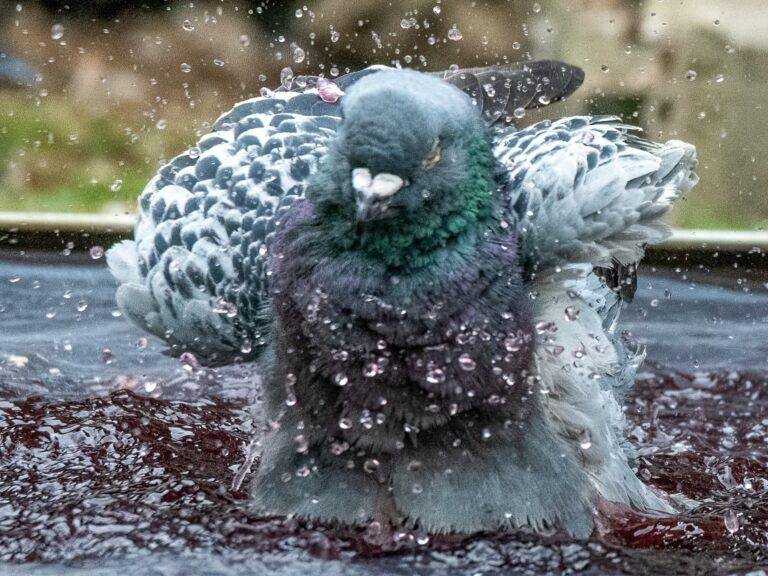Surviving the Heat: Maximizing Your Racing Pigeons’ Performance in Hot Weather