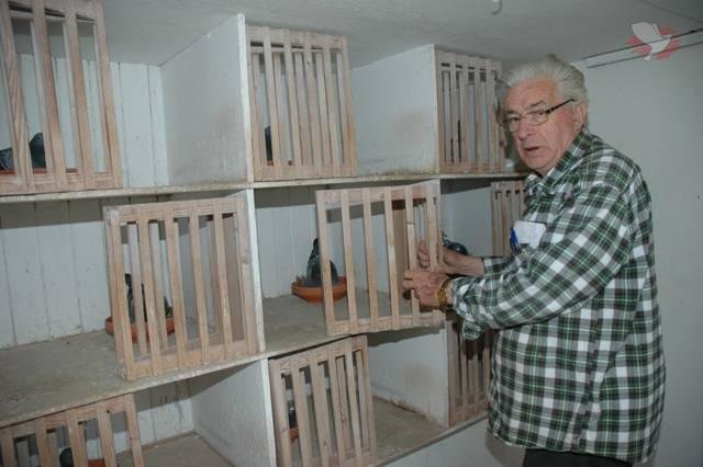 The Van Der Wegen Strain: A Comprehensive Guide to Racing Pigeons